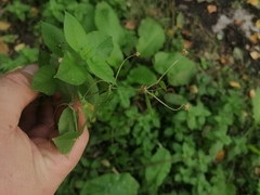 Stellaria bungeana