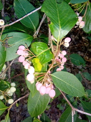 Viburnum cassinoides image
