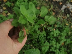 Stellaria bungeana