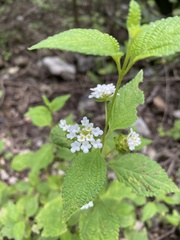 Lantana velutina