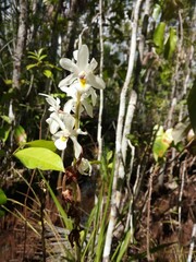 Encyclia