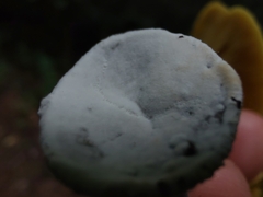 Hypomyces cervinigenus