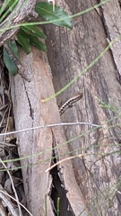 Concinnia tenuis