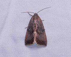 Galgula