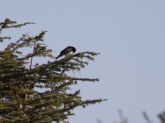 Corvus brachyrhynchos