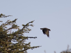 Corvus brachyrhynchos