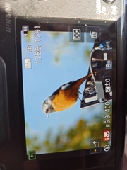 Phoenicurus auroreus