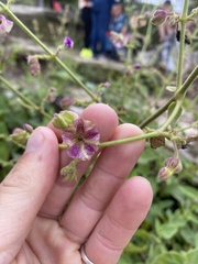 Mirabilis viscosa