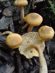 Cantharellus appalachiensis