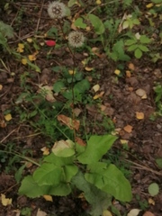 Crepis sibirica