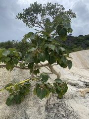 Ficus petiolaris