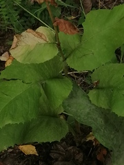 Crepis sibirica