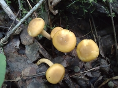 Cantharellus appalachiensis