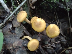 Cantharellus appalachiensis
