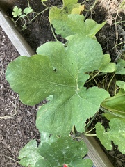 Cucurbita