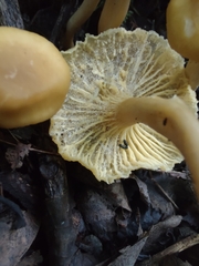Cantharellus appalachiensis
