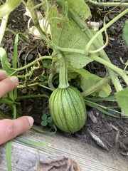 Cucurbita