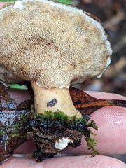 Mycorrhaphium adustum