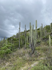 Cephalocereus nudus