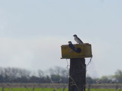 Tachycineta leucorrhoa