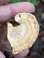 Mycorrhaphium adustum