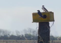 Tachycineta leucorrhoa