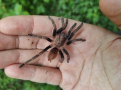 Theraphosinae