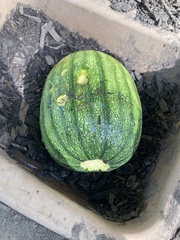 Cucurbita