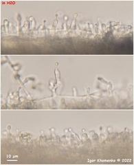 Akanthomyces