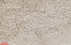 Akanthomyces