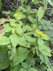 Solidago flexicaulis