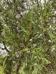 Cupressus lusitanica