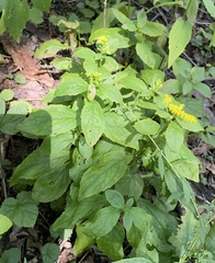 Solidago flexicaulis