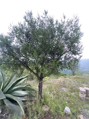 Cupressus lusitanica