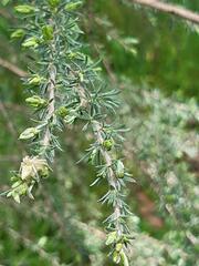 Thomisus spectabilis