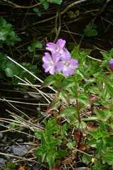 Epilobium algidum