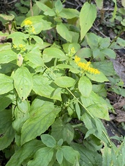 Solidago flexicaulis