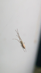 Tetragnatha