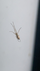 Tetragnatha