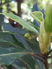 Sidymella rubrosignata