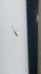Tetragnatha