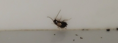 Insecta