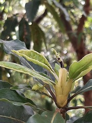 Sidymella rubrosignata