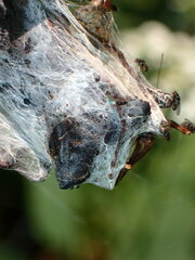 Milichiidae