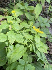 Solidago flexicaulis