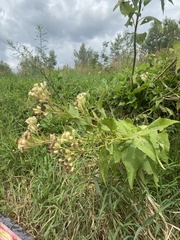 Hasteola suaveolens