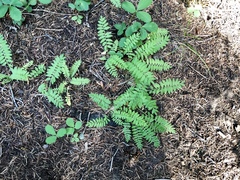 Polemonium pulcherrimum delicatum