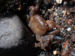 Brachyura