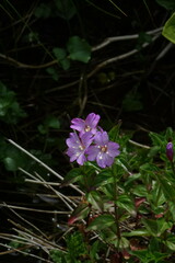 Epilobium algidum