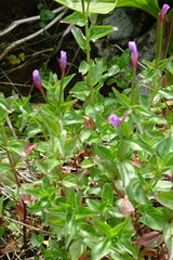 Epilobium algidum